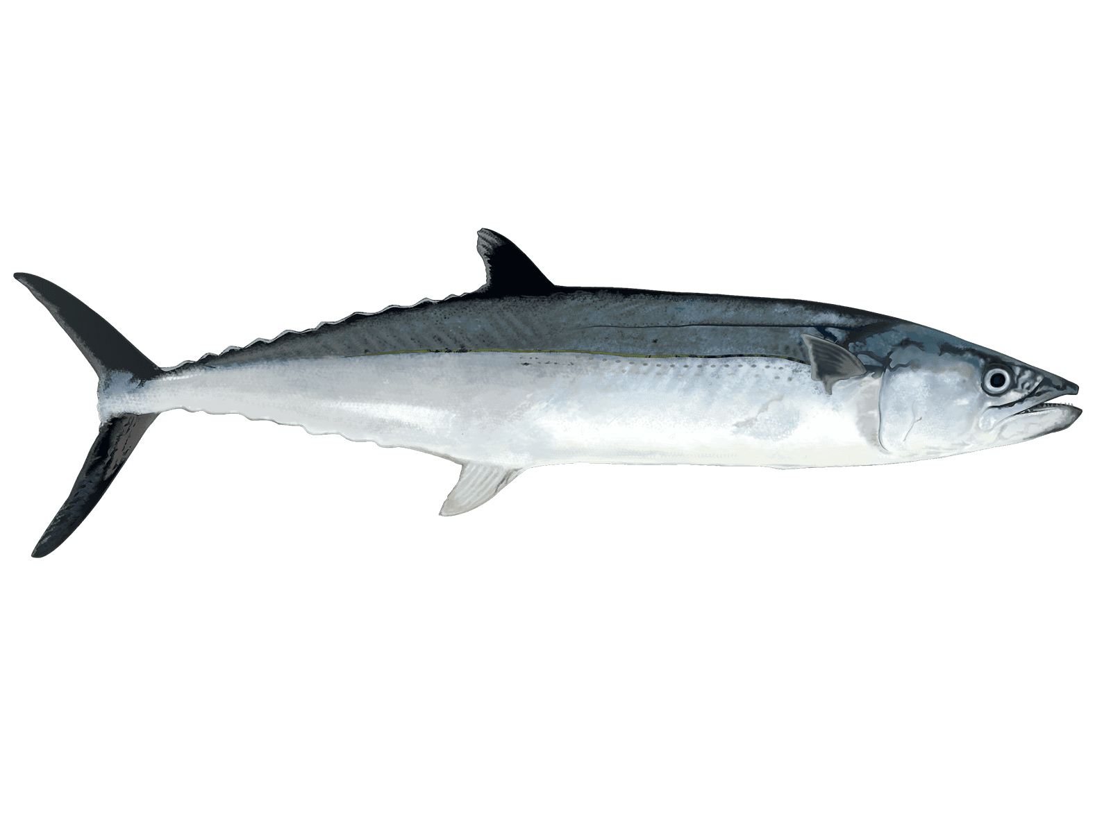 Cero Mackerel